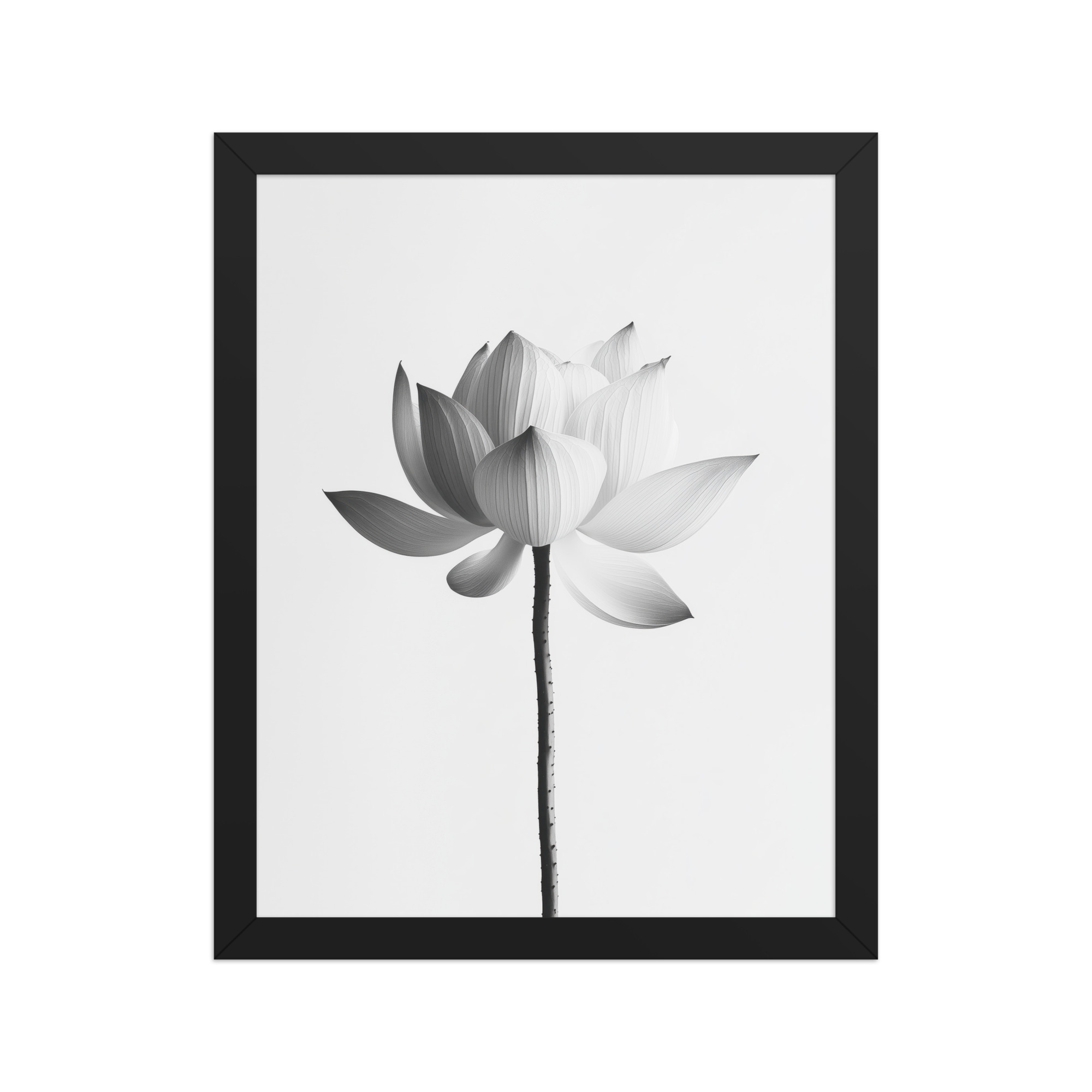 White Lotus Serenity — Monochrome Floral Study Wall Art — Framed Poster - Image 3