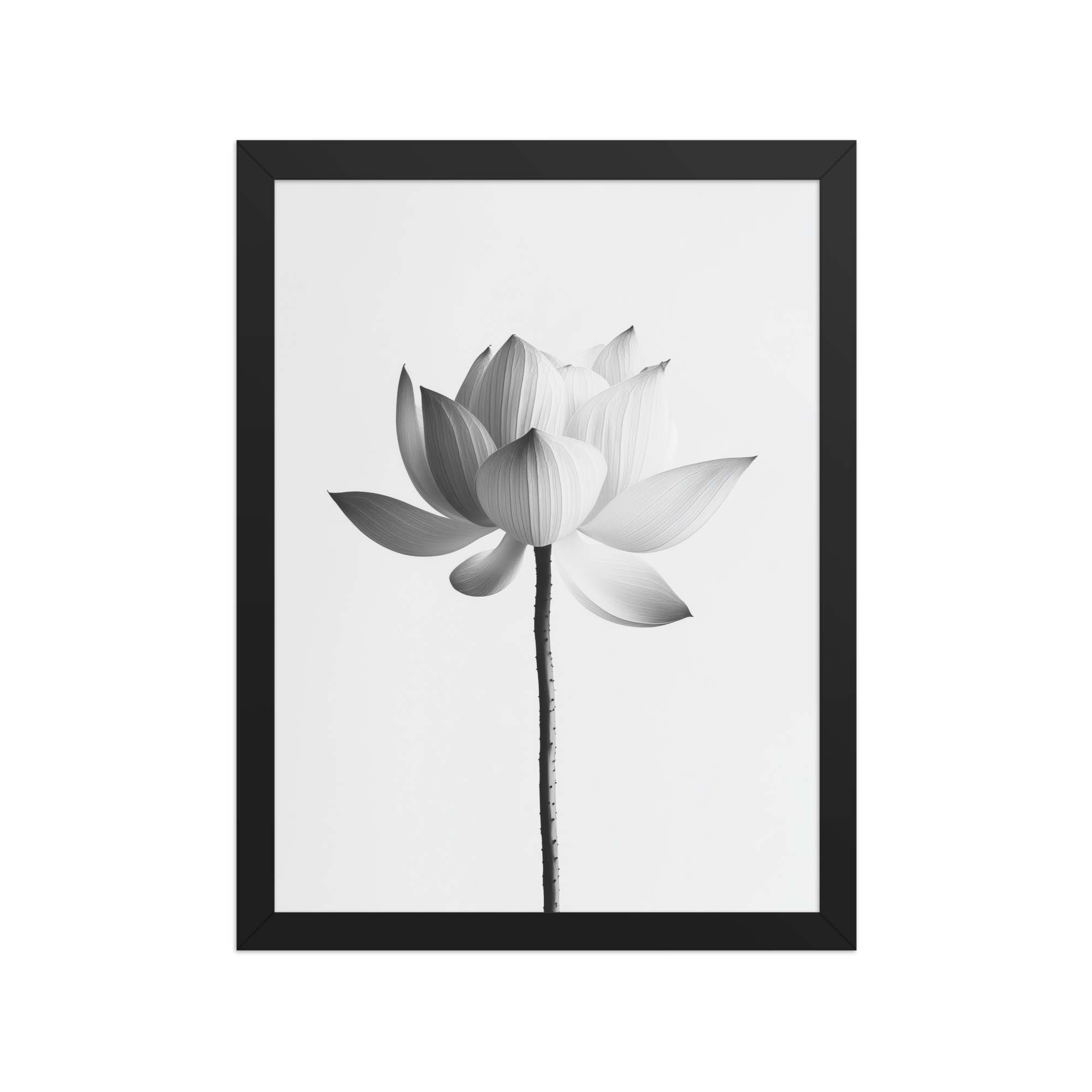 White Lotus Serenity — Monochrome Floral Study Wall Art — Framed Poster - Image 4