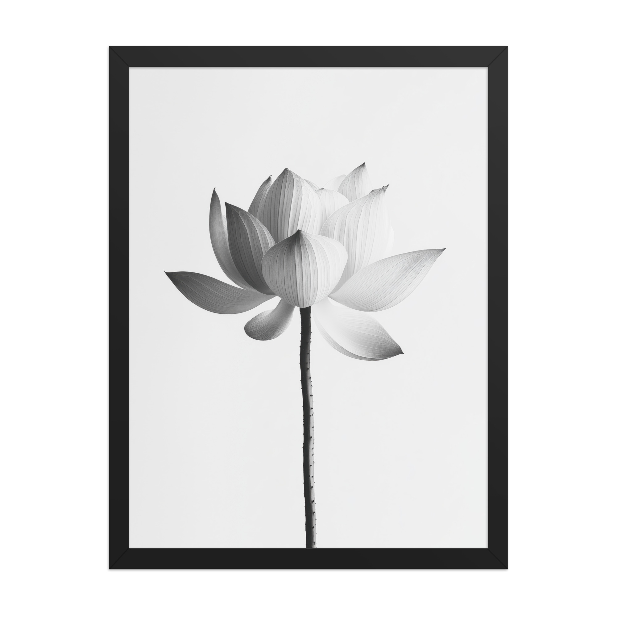 White Lotus Serenity — Monochrome Floral Study Wall Art — Framed Poster - Image 7