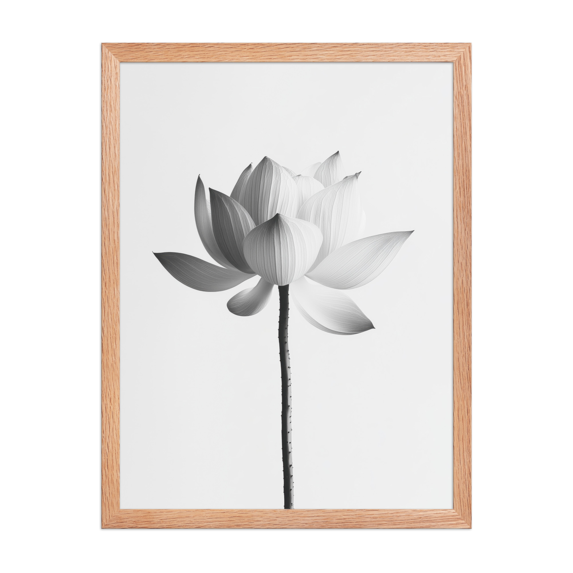 White Lotus Serenity — Monochrome Floral Study Wall Art — Framed Poster - Image 14